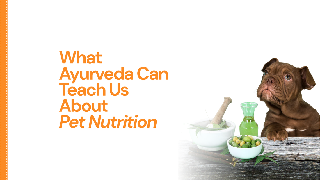 What Ayurveda Can Teach Us About Pet Nutrition