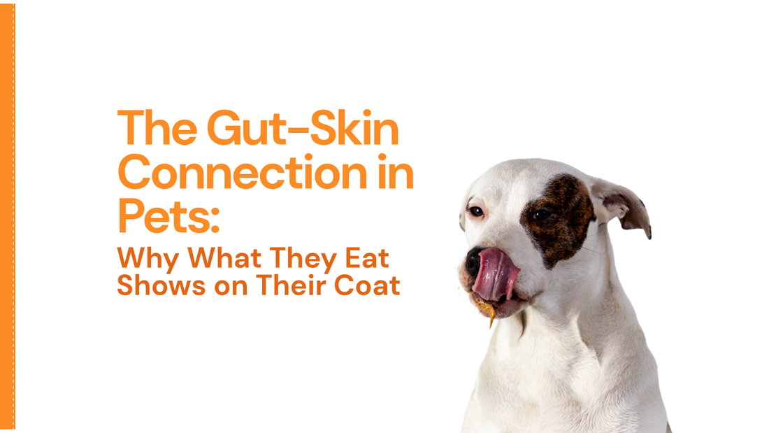 The Gut-Skin Connection in Pets: Why What They Eat Shows on Their Coat