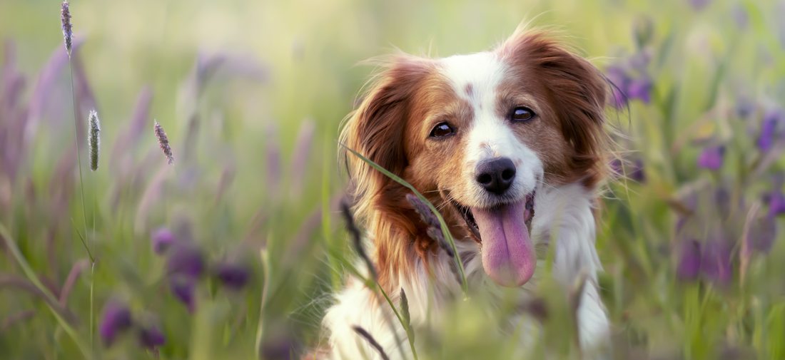 Single-ingredient treats are beneficial for both cats and dogs for several reasons