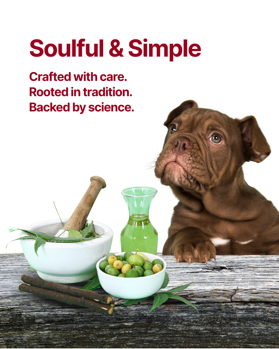 Pets with treats